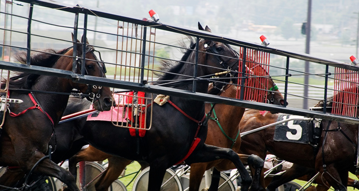 Ready Cash och hans söner har numerärt övertag i StoChampionats finalen!