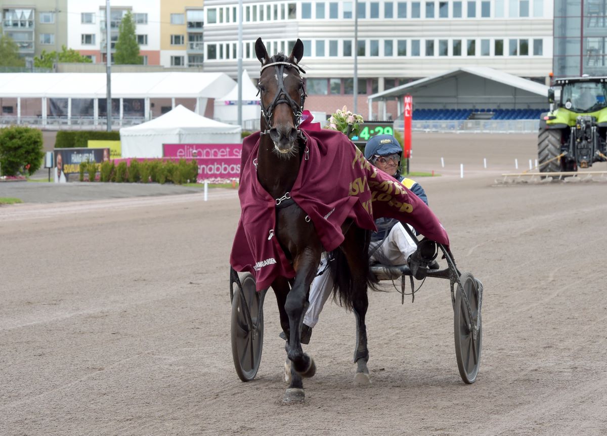 Googoo Gaagaa avkomma vann Auktionsloppet för hingstar och valacker!